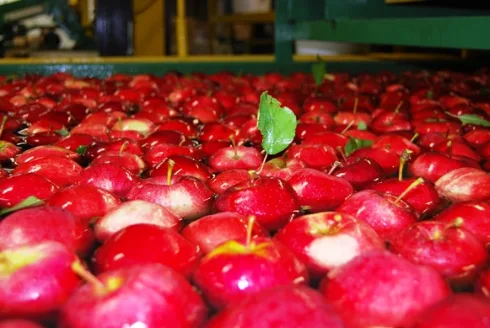 Gala apples floating in the wash water at the packing line