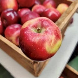 Codero Apple