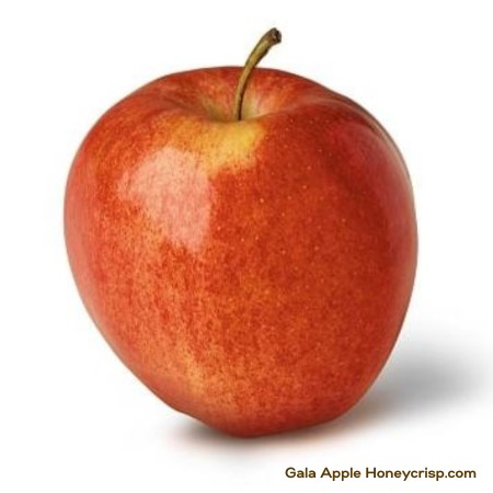 Gala Apple 